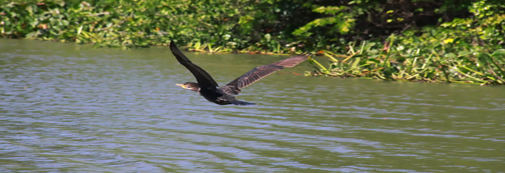 Observacion de aves en Tabasco